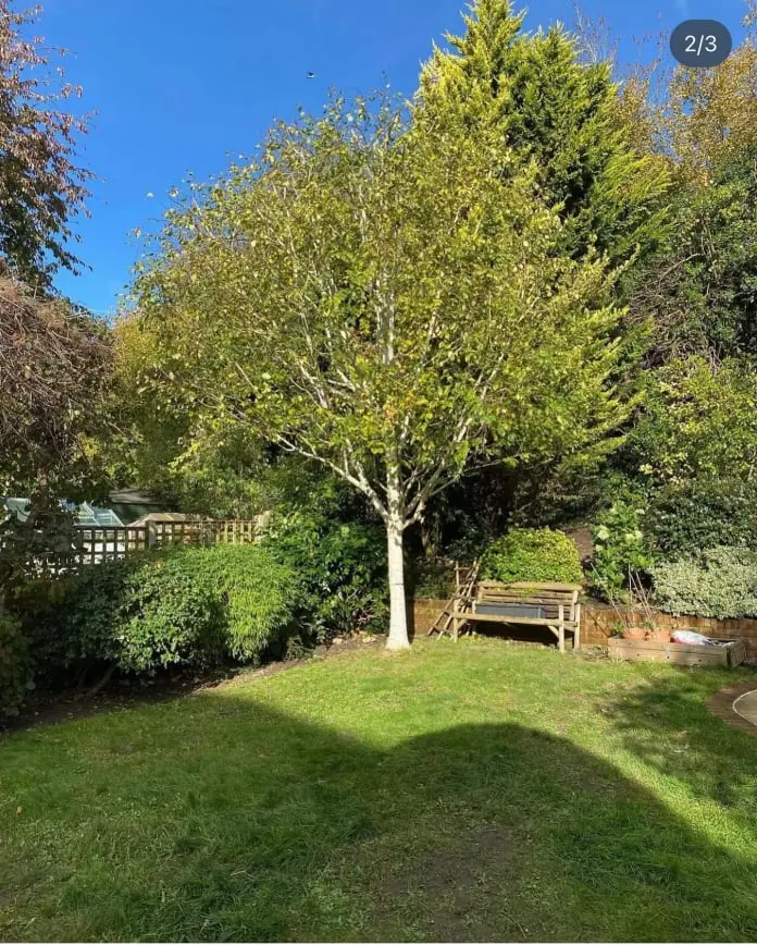 Tree Pruning and Crown Thinning