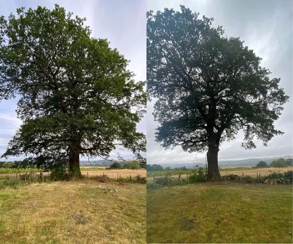Crown lifting in Maidstone - Faggs Forestry crown lifting before and after