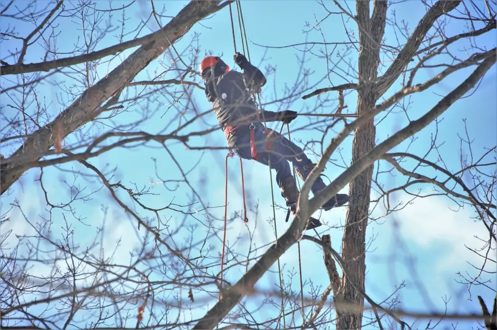 Tree Surgeon climbing a tree