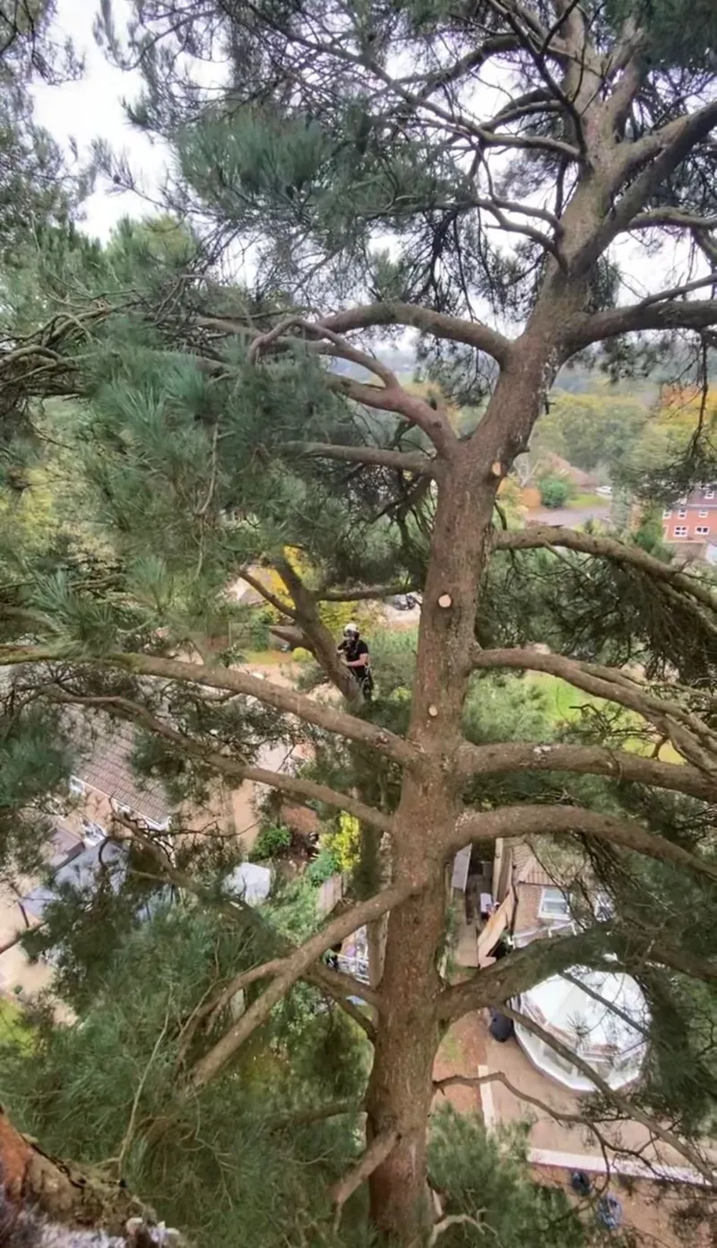 Crown thinning in Maidstone - Faggs Forestry tree thinning service