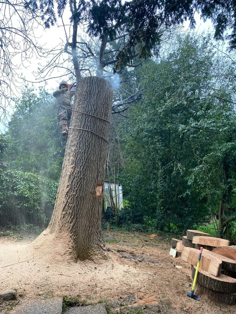 Tree removal and felling in Maidstone - Faggs Forestry arborist felling large tree