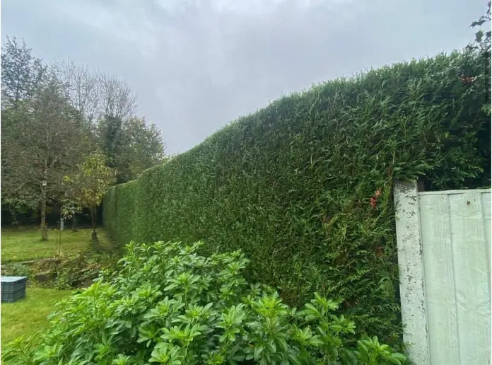 Hedge Cutting and Pruning